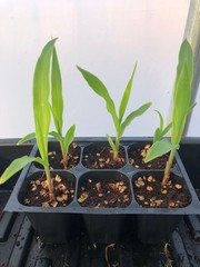 Corn Live Plant – Seedlings/Plugs and Plants – 3″- 12″ tall – 30-60+ days old