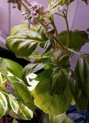 1 Live Plants Vegetable herb-basil seedling Plants – 30 days old, 2″ to 4″ tall