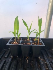 Corn Live Plant – Seedlings/Plugs and Plants – 3″- 12″ tall – 30-60+ days old