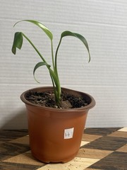 US SELLER!! Monstera Burle Marx Flame — SELLERS CHOICE!!!