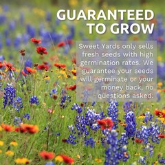 White Dutch Clover – Large 1 Ounce Packet – 1 Pouch (40,000 Seeds)