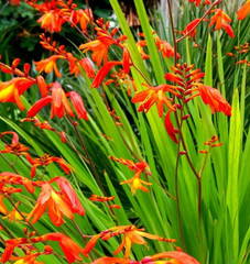 Crocosmia Montbretian Orange Red 15 Live Flower Plant Bush Bulbs Tall Easy Bulk