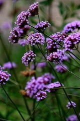 4 Plants Tall Verbena (Verbena bonariensis) Attract Butterfly Hummingbird – Pere