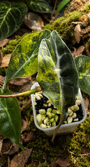 US Seller! Variegated Alocasia Venom CORM!