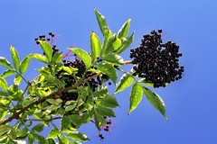 3 American Elderberry Tree 12-24″ Tall Sambucus canadensis Bare Root