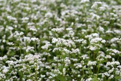 Buckwheat Seeds, Cover Crop, Fast Growing, Soil Health Improver, FREE SHIPPING