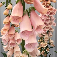 Apricot Beauty Foxglove Seeds | Non-GMO | Free Shipping | Seed Store | 1247