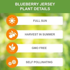 Blueberry Jersey Bare Root Live Plant, 1-Pack for Outdoor Gardening