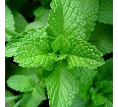 Peppermint Seeds Organic Non GMO Free Shipping!
