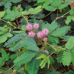 20 Seeds of Mimosa Pudica ‚The Sensitive Plant‘ ‚Touch Me Not‘ Beautiful Flower