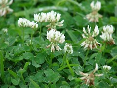 20,000 Dutch White Clover Cover Seeds – NON-GMO