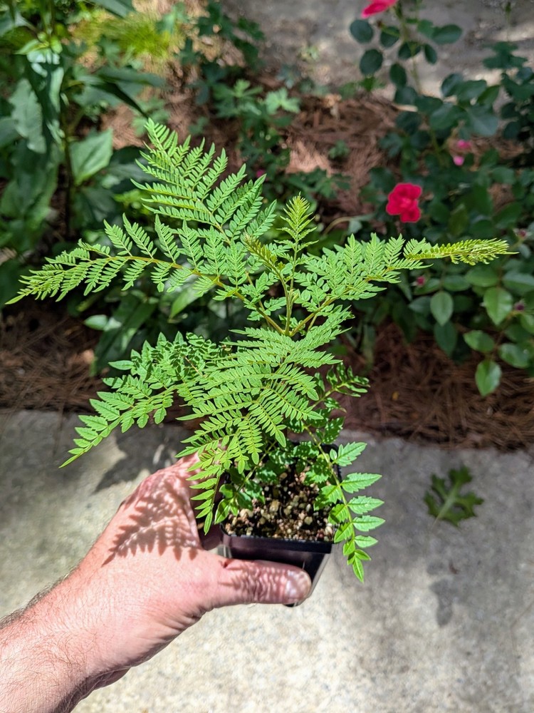 Blue Jacaranda Tree – Jacaranda mimosifolia – Live Plant in 3″ Pot 6 – 8″ Tall