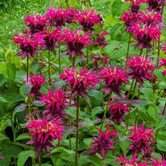 Bee Balm Balmy Purple 2 Potted Plants – Rooted in Quart Pots, Easy to Grow