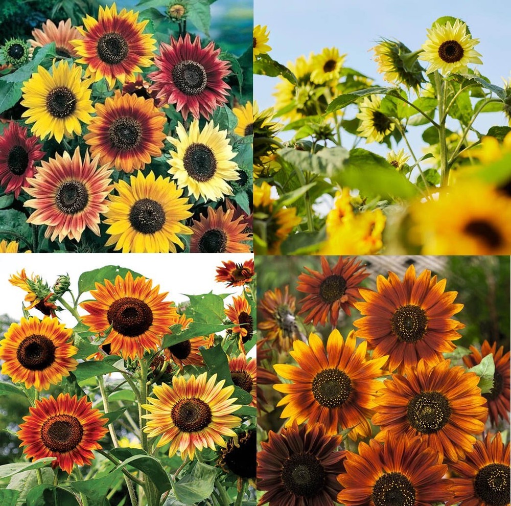 Sunflowers LANDSCAPER’S PACK Bulk Tall Branching Sunflowers Viable USA 400 Seeds