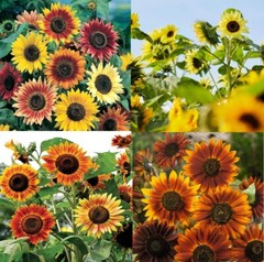Sunflowers LANDSCAPER’S PACK Bulk Tall Branching Sunflowers Viable USA 400 Seeds