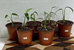 US SELLER!! Monstera Burle Marx Flame — SELLERS CHOICE!!!