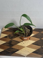 US SELLER!! Monstera Burle Marx Flame — SELLERS CHOICE!!!