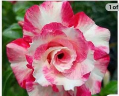 10 Peppermint Candy Desert Rose Seeds Adenium Obesum Flower Perennial Seed