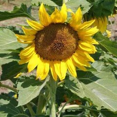 25 Sunspot Dwarf Sunflower Seed Heirloom NON-GMO Fresh Seed CUTE, STUBBY, & FUN