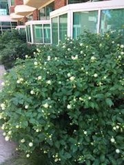 1 Buttonbush Plant 12-24″ Tall Bare Root Shrub Cephalanthus occidentalis