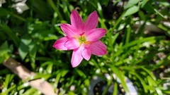 Rain Lily, Zephyranthes Pink, White, Yellow, Bulb or seed to chose from.