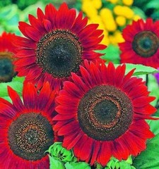 Red Vibrant Sunflower Seeds for Planting- Velvet Queen, Heirloom, Non GMO