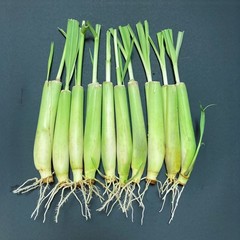 10-Pack Lemon Grass Live Plants (7–10 Inches Tall) Hydroponic Rooted Lemongrass