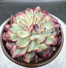 Imported succulent live plant rare Echeveria Blue Fairy var-New variety #63