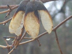 20 THREE FLOWER MAPLE SEEDS – Acer trifolium